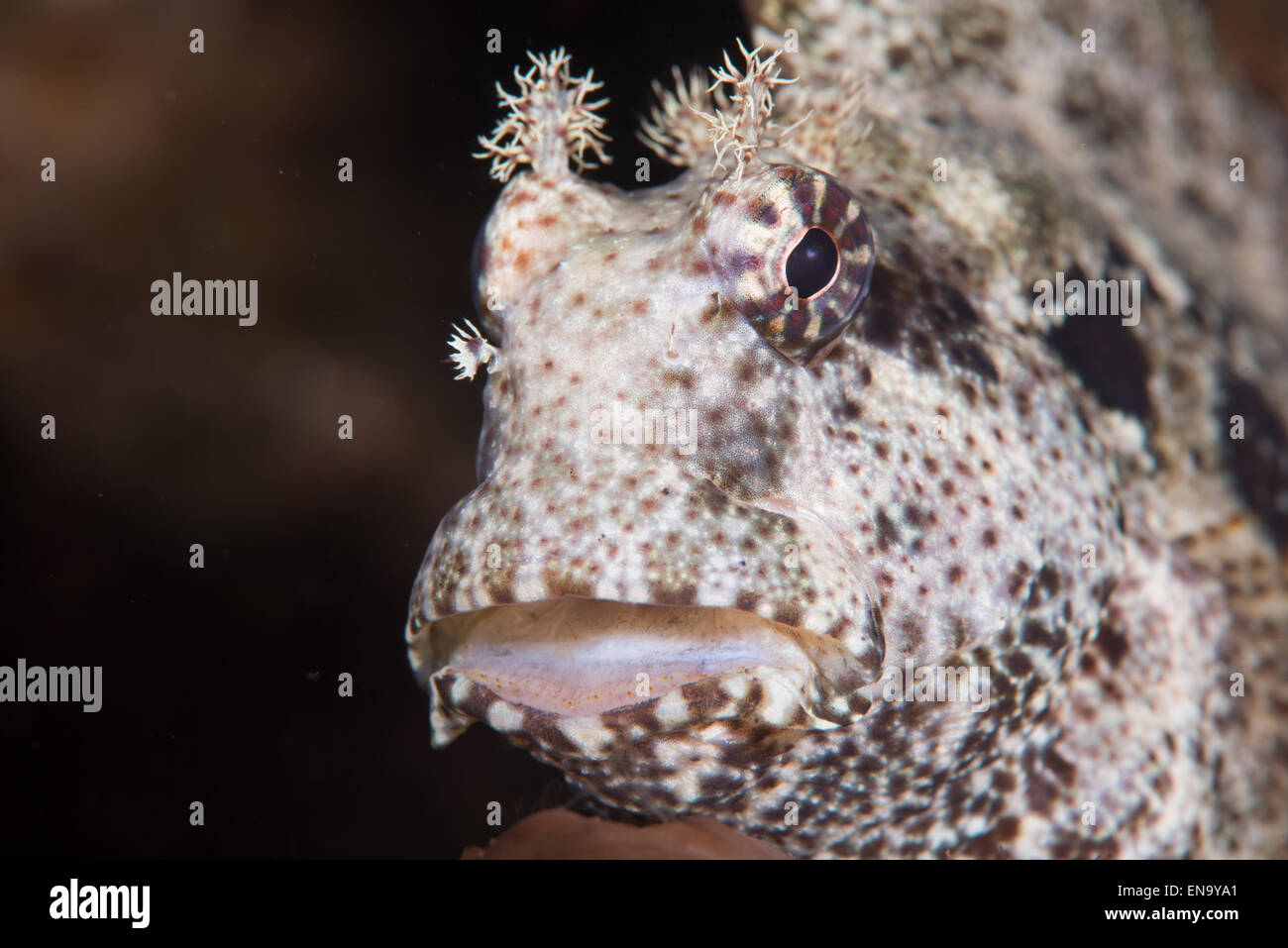 The up close view of the face of a Blenny.Blennioidei species from Indonesia Stock Photo