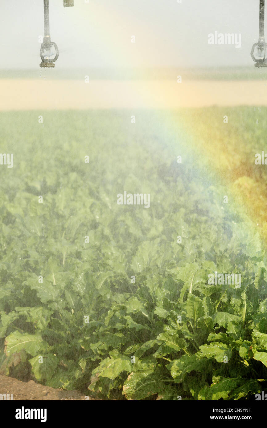 Agricultural sprinklers watering a farm field of sugar beets Stock Photo