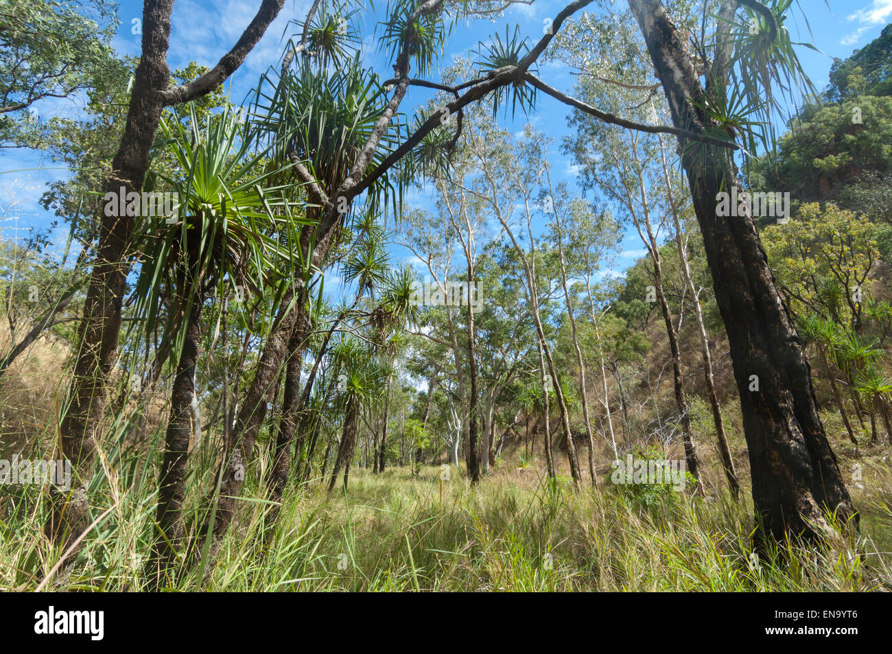 Pandanus Trees in Savannah, Mt Hart, Kimberley, Western Australia Stock Photo