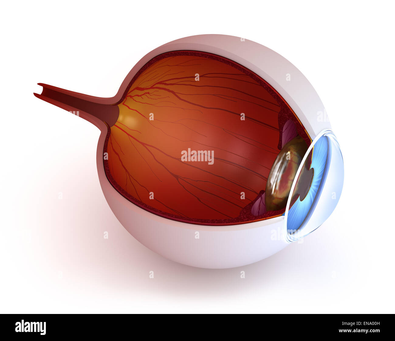 Anatomy of eye inner structure isolated on white Stock Photo Alamy