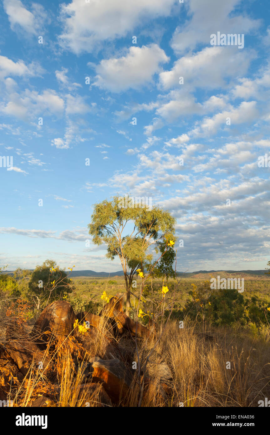 Savannah, Mt Hart, Kimberley, Western Australia, WA, Australia Stock Photo
