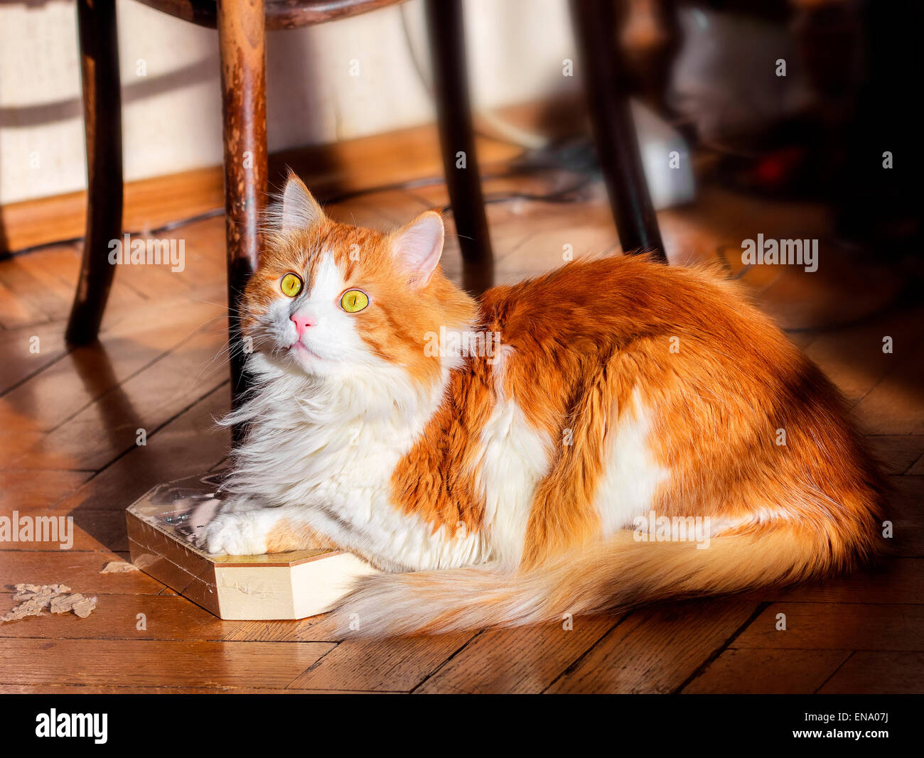 Red cat lit by sun on floor with wooden box Stock Photo