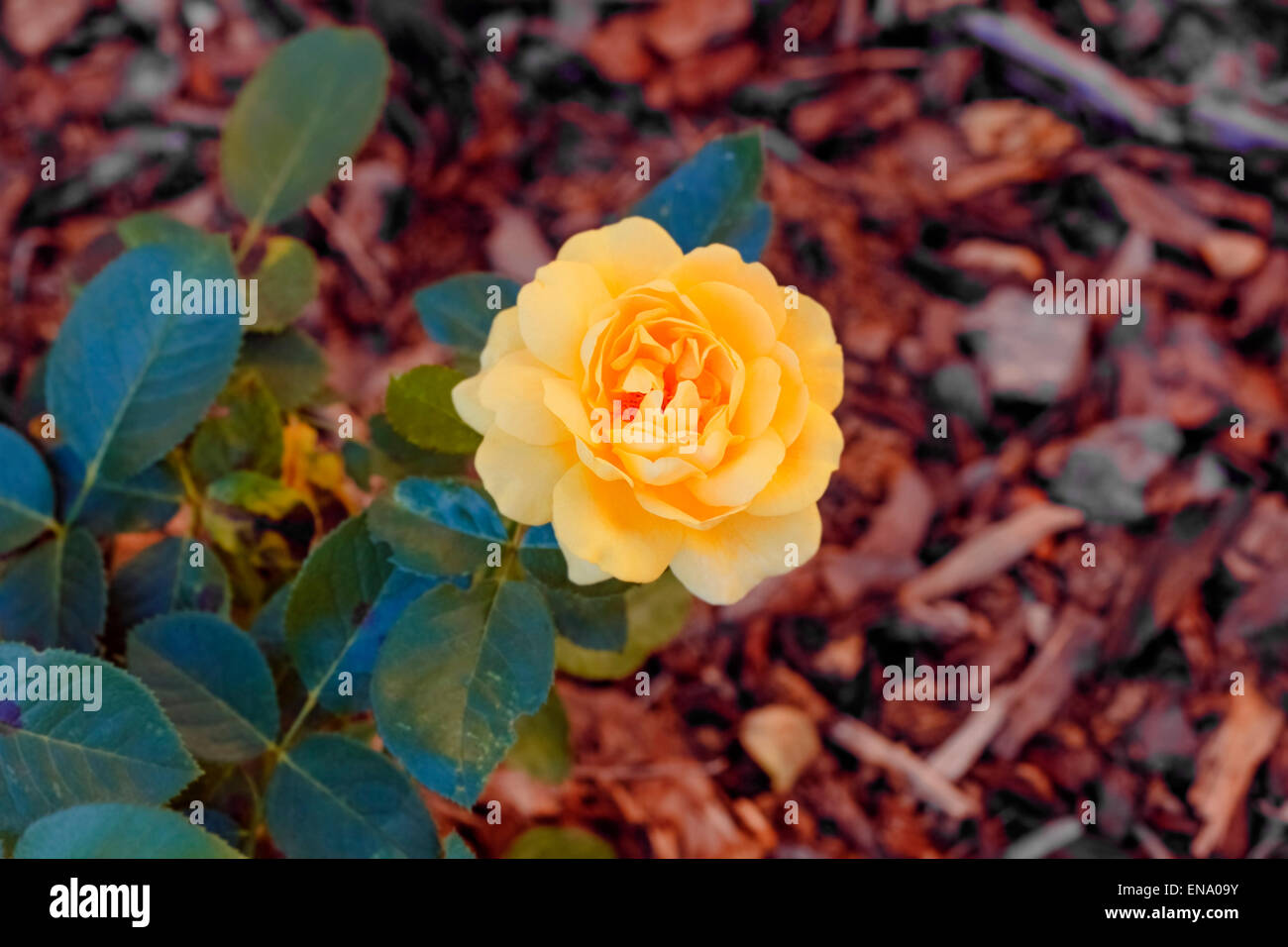 Yellow rose bush hi-res stock photography and images - Alamy