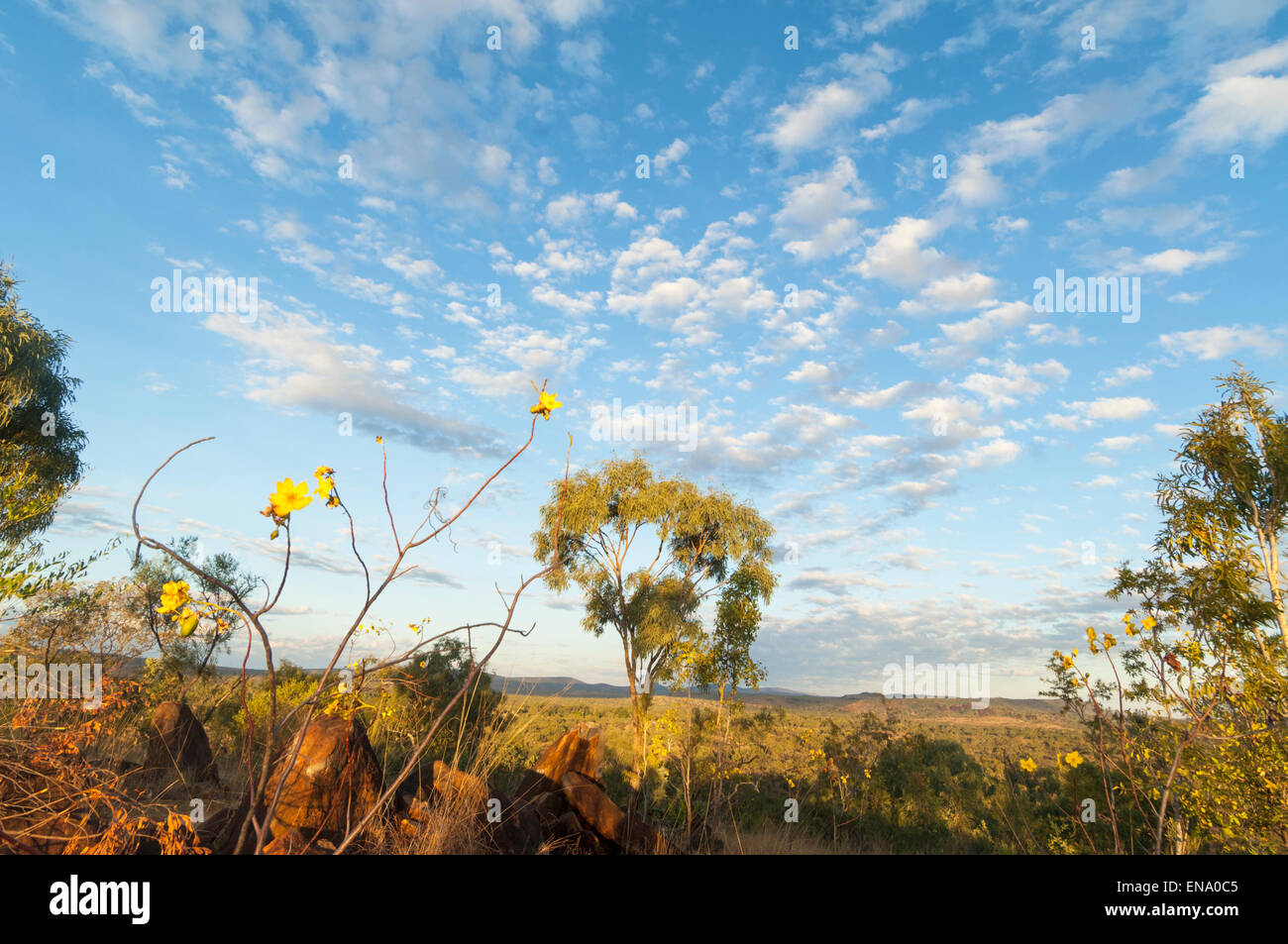 Savannah, Mt Hart, Kimberley, Western Australia Stock Photo
