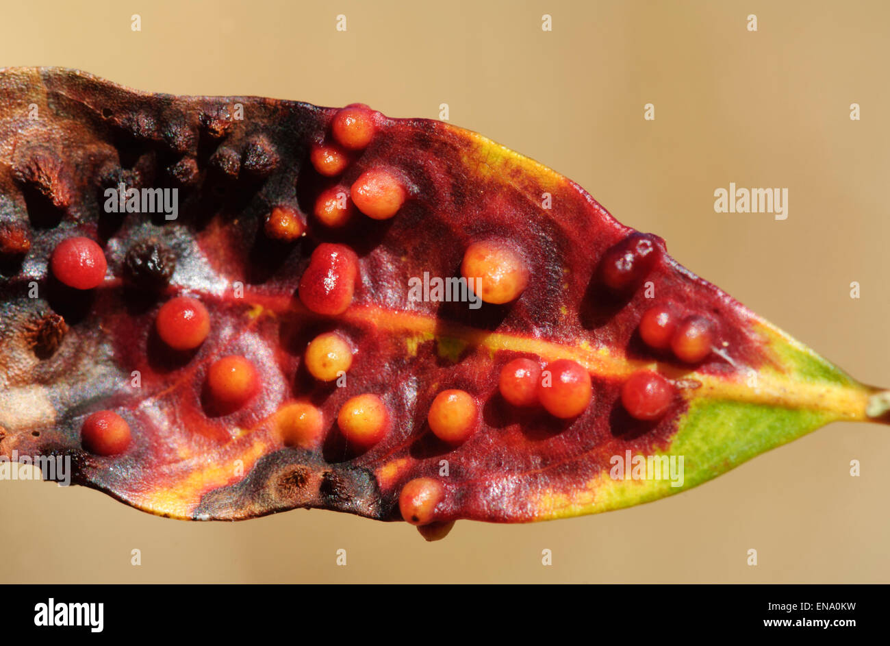 Galls on Leaf, Mt Hart, Kimberley Region, Western Australia Stock Photo
