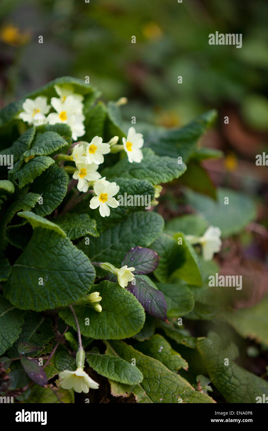 A clump of pale yellow primroses, English wild flowers in the woods in
