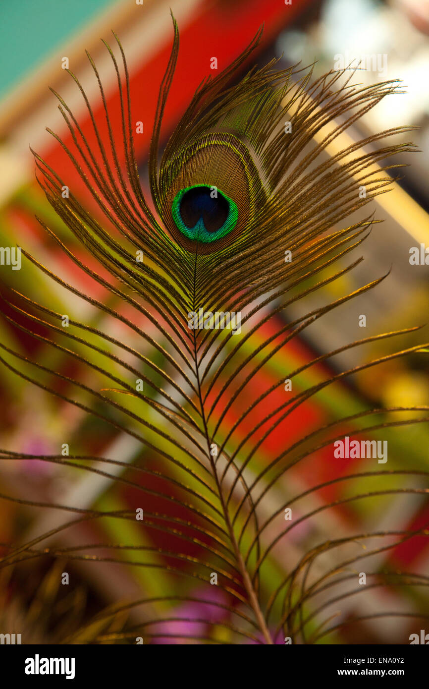 Peacock Feather Stock Photo