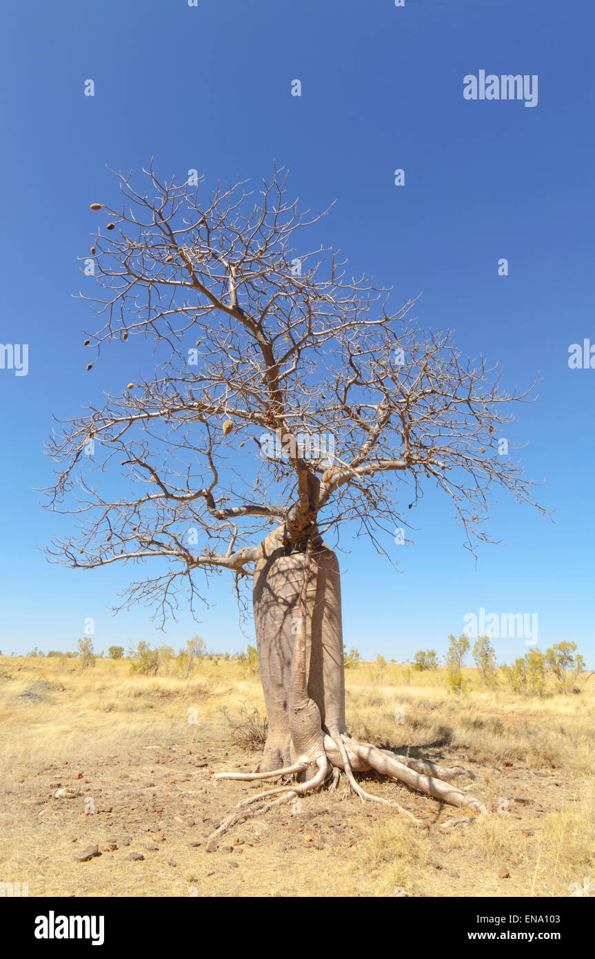 Boab tree adansonia gregorii mornington hi-res stock photography and ...