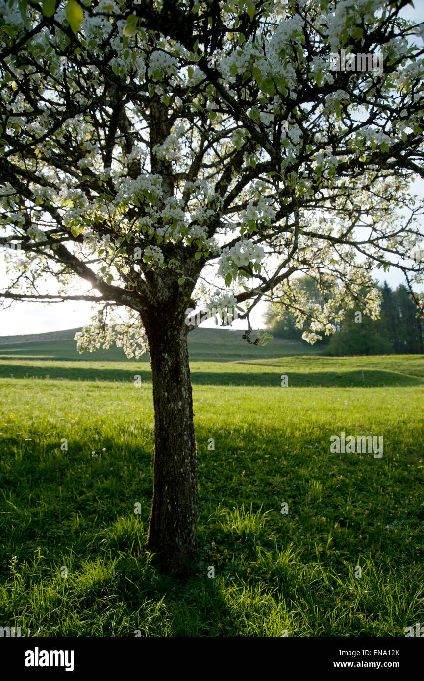 Birnbaum in Blüte, Salzkammergut, Austria Stock Photo