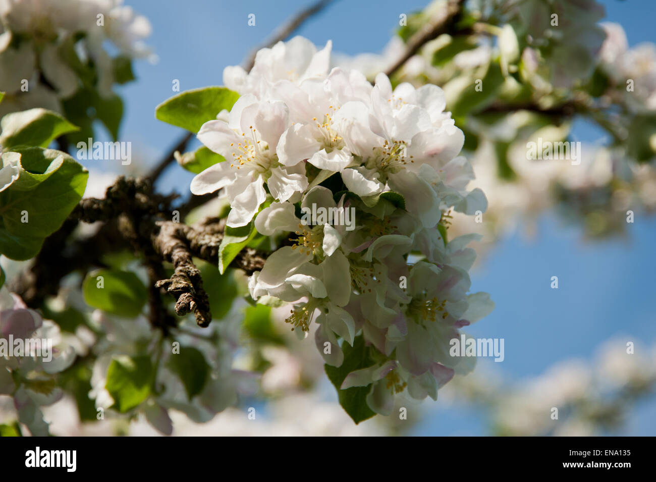 Detail eines Apfelbaums in Blüte, Salzkammergut, Austria, Stock Photo