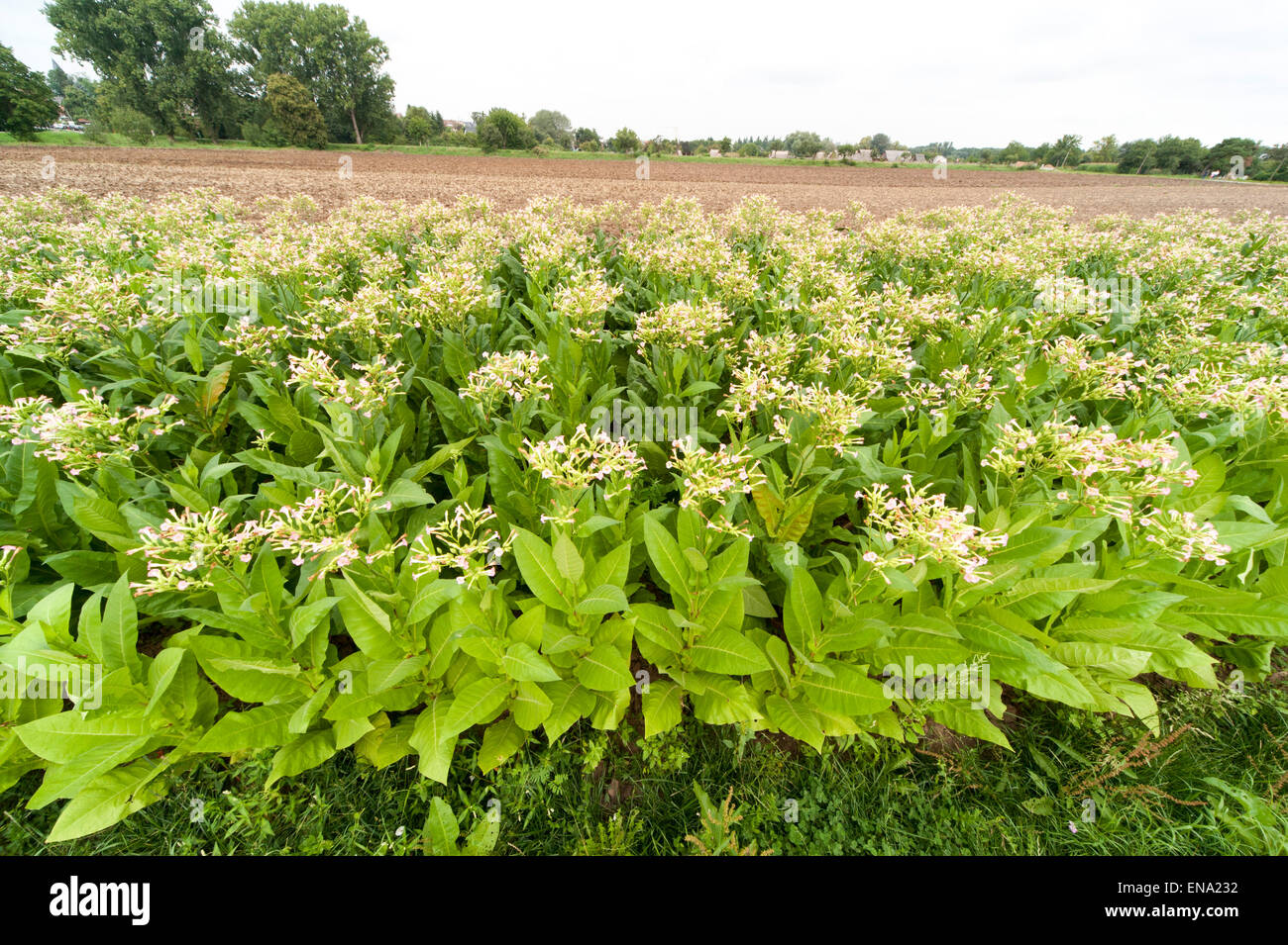 Germany tobacco hi-res stock photography and images