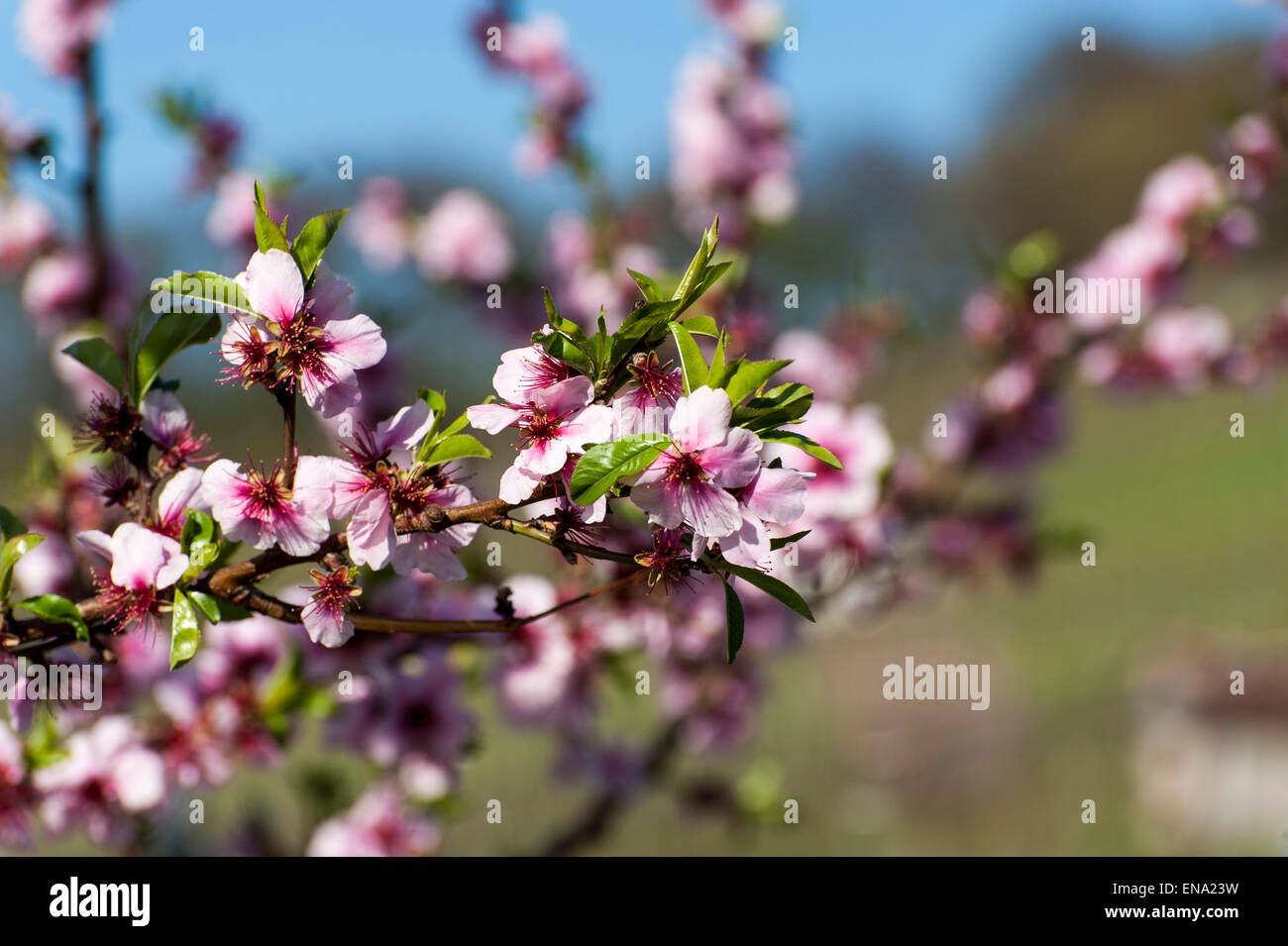 flowering almond in vine yards, Heppenheim, Bergstrasse, Hesse, Germany Stock Photo