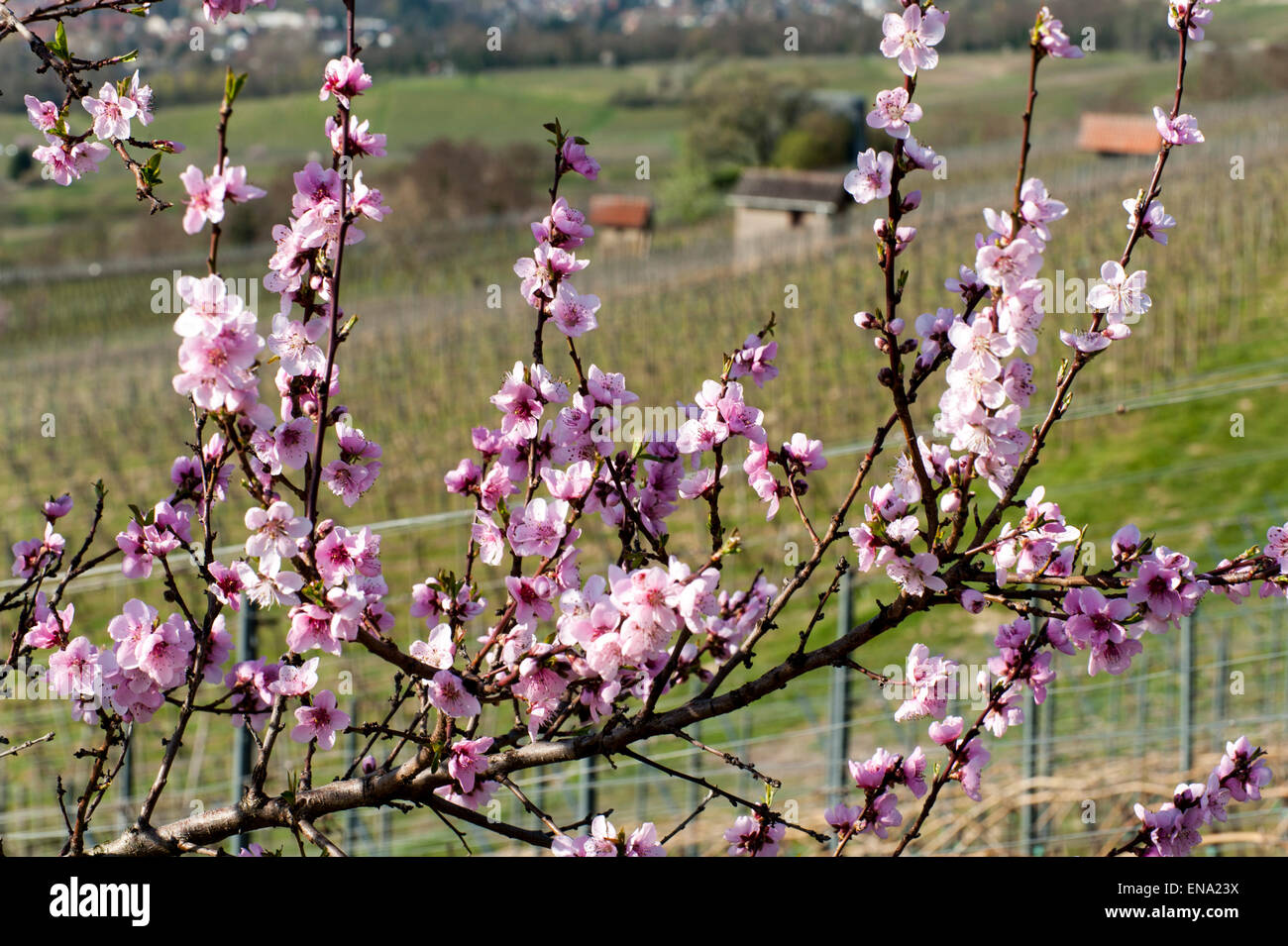 flowering almond in vine yards, Heppenheim, Bergstrasse, Hesse, Germany Stock Photo