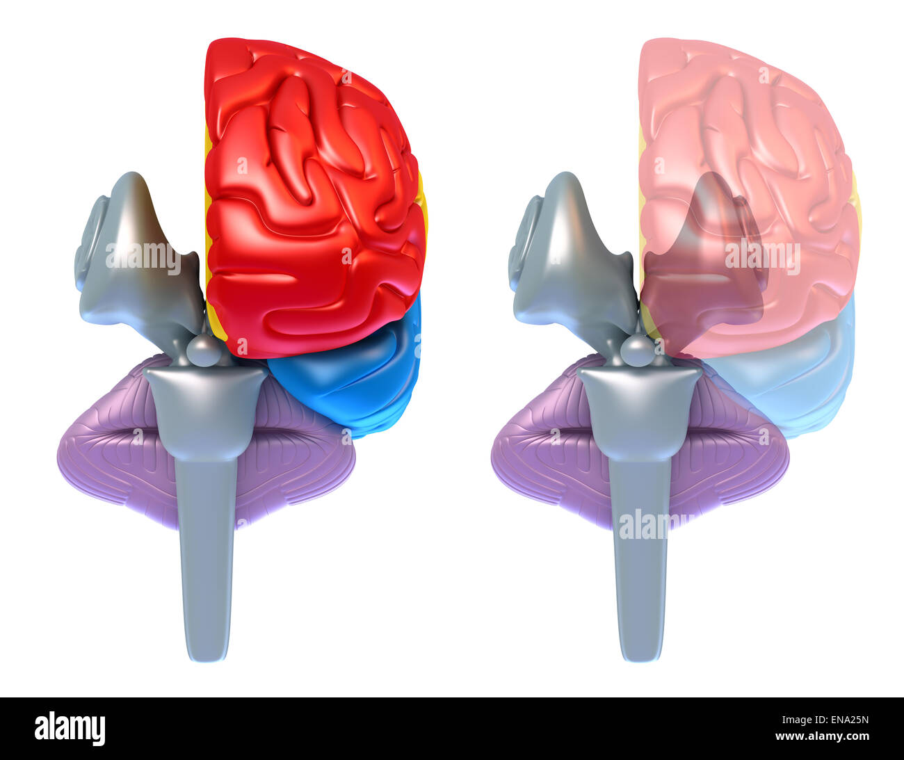 Brain lobes and cerebellum, front view isolated on white Stock Photo ...