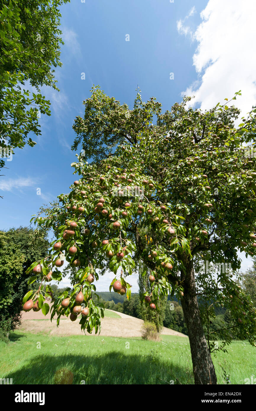 Birnbaum, Kirchzell, Odenwald, Bayern, Deutschland | Pear tree, Kirchzell, Odenwald, Bavaria, Germany Stock Photo