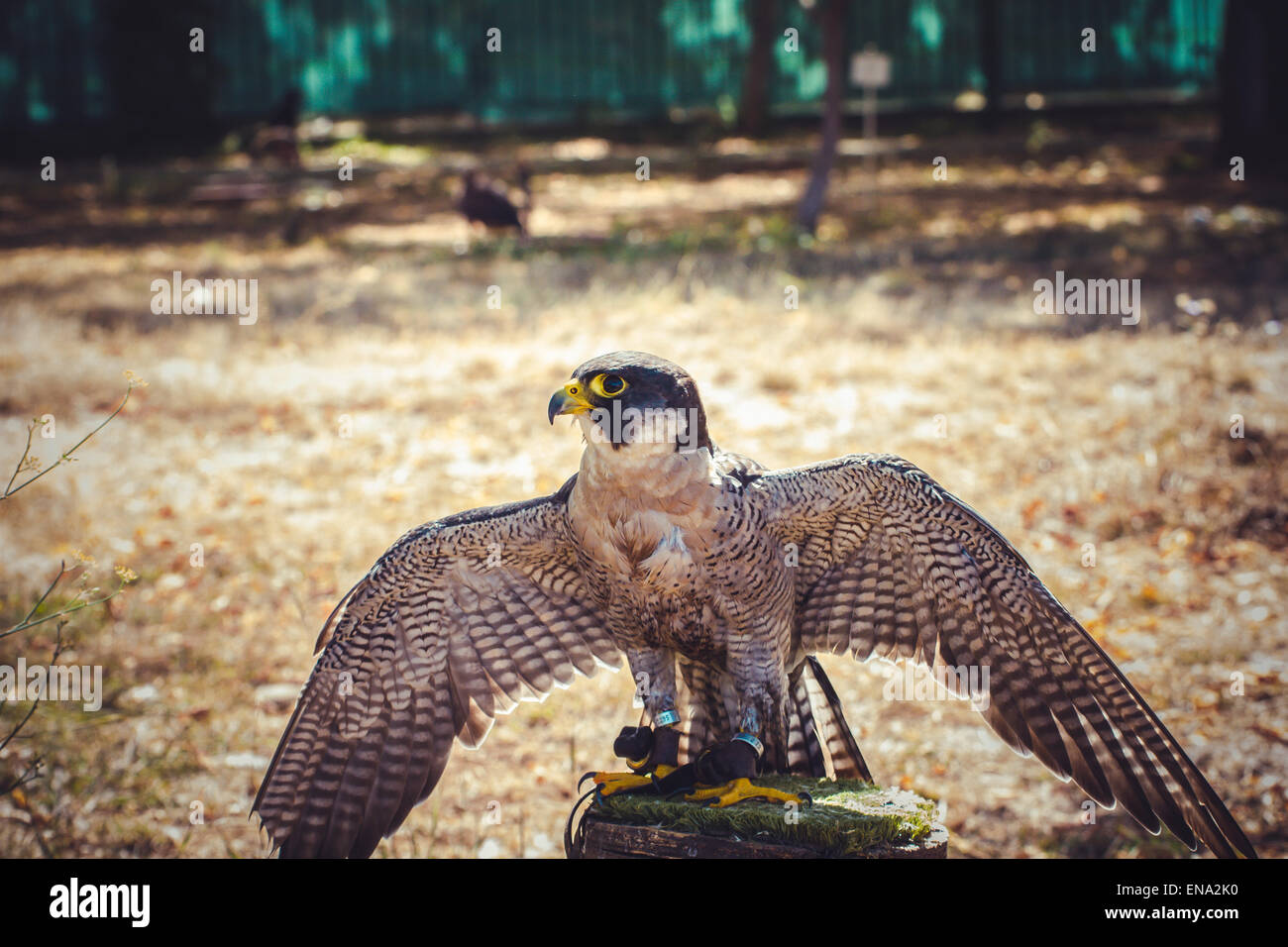 peregrine falcon with open wings , bird of high speed Stock Photo