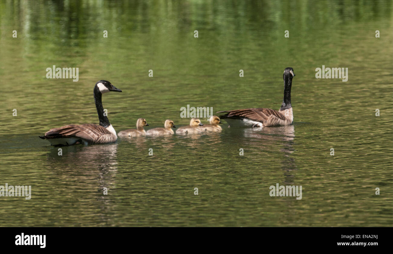 Canadian Geese (Branta canadensis) Male and Female with newly hatched goslings. Sierra foothills of Northern California. Stock Photo