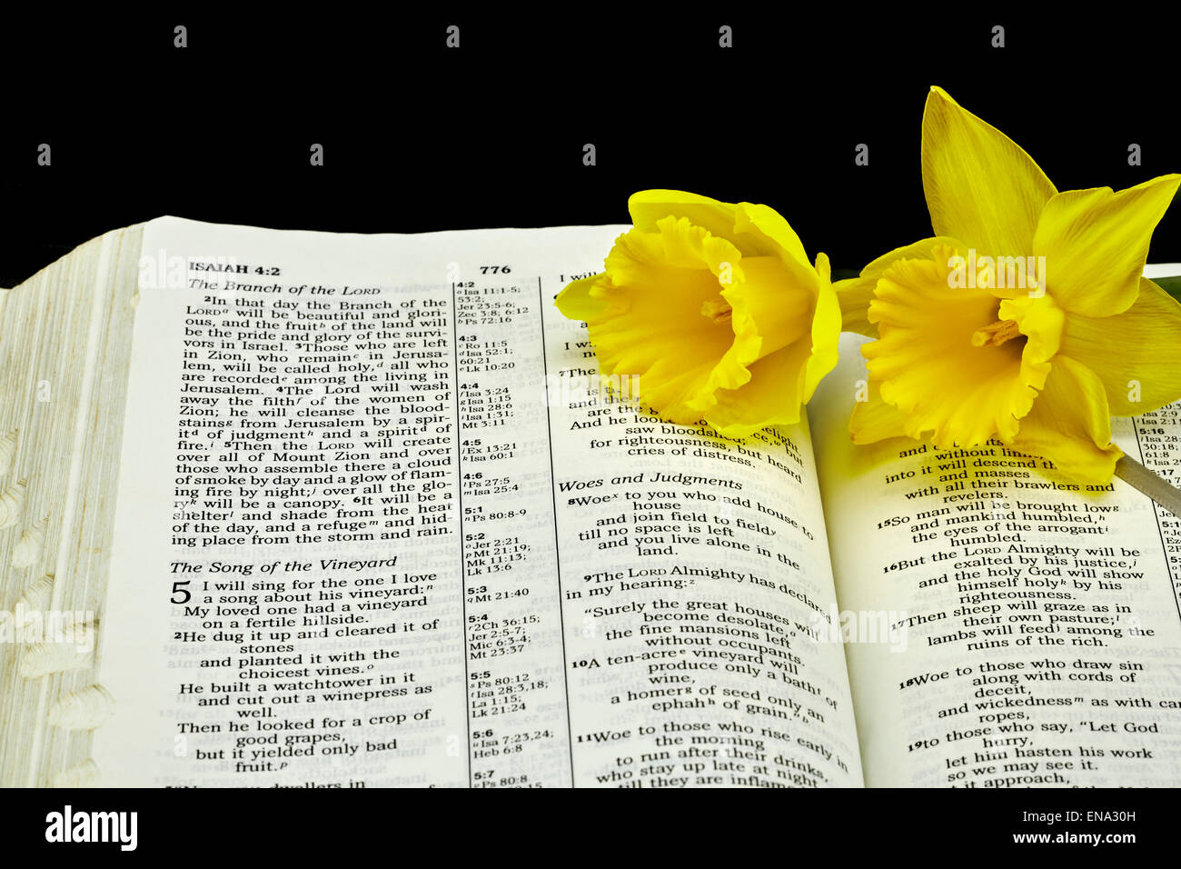 Open Bible with selective focus on Isaiah passage with Daffodil Flowers symbolizing birth and rebirth Stock Photo