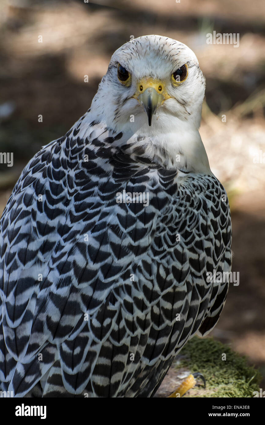 beautiful white falcon with black and gray plumage Stock Photo - Alamy