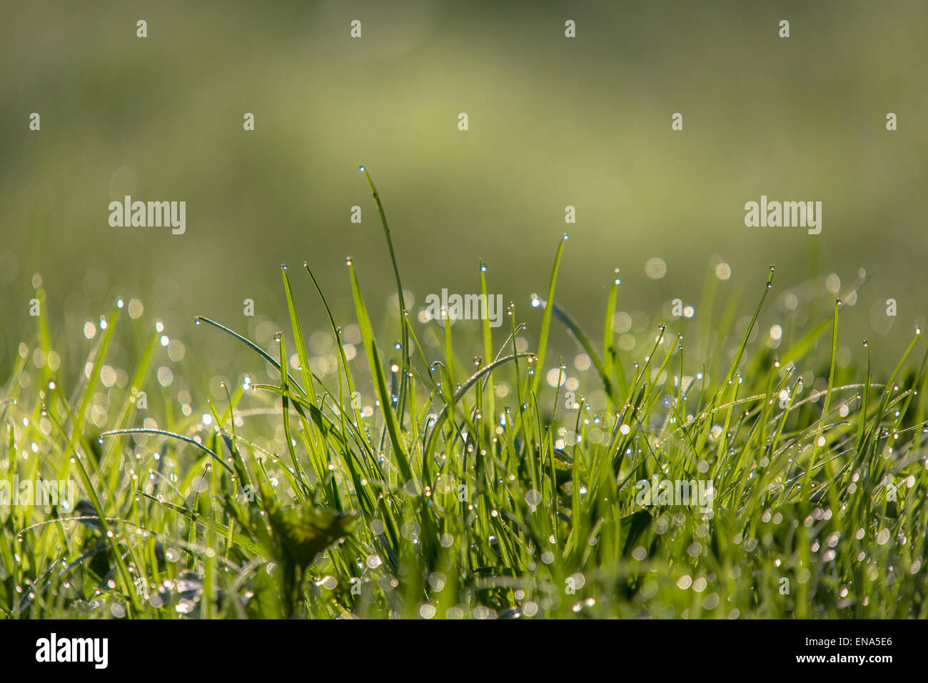 Macro of the grass with some water droplets Stock Photo - Alamy