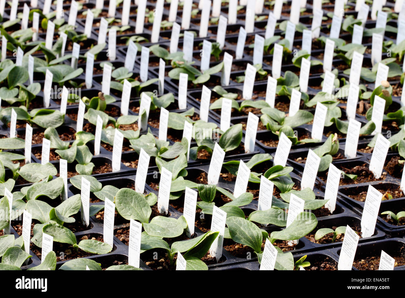 Nursery cucumber seedlings hires stock photography and images Alamy