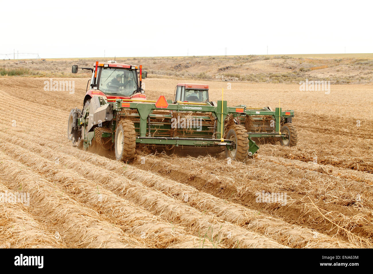 Farmers and field hands use wind rowing machinery in the field harvesting famous Idaho potatoes. Stock Photo