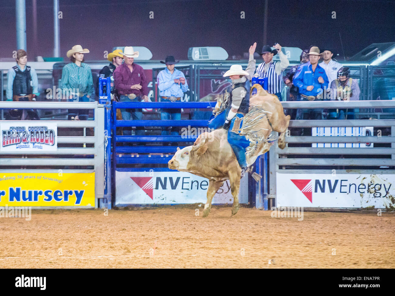 Cowboy Participating in a Bull riding Competition at the Clark County ...