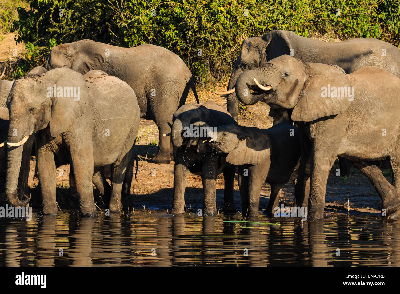 Group and baby elephant drinking river Chobe Botswana Africa. Adorable and cute scene. Stock Photo