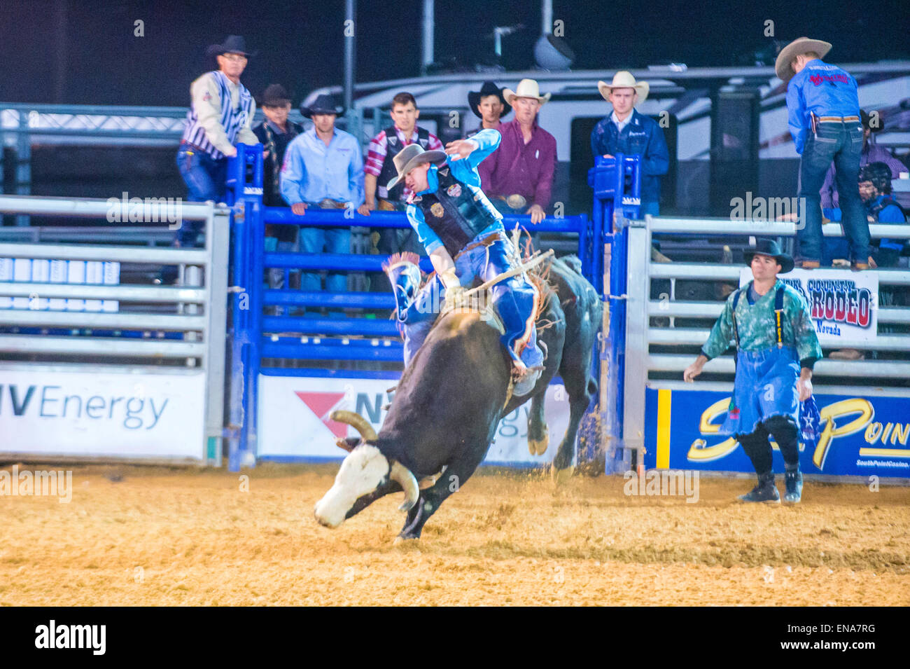 Cowboy Participating in a Bull riding Competition at the Clark County ...