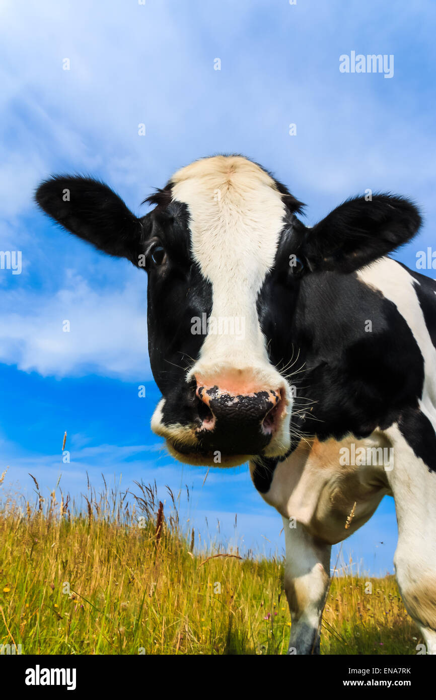 Curious Holstein Frisian cow close-up in field. Stock Photo