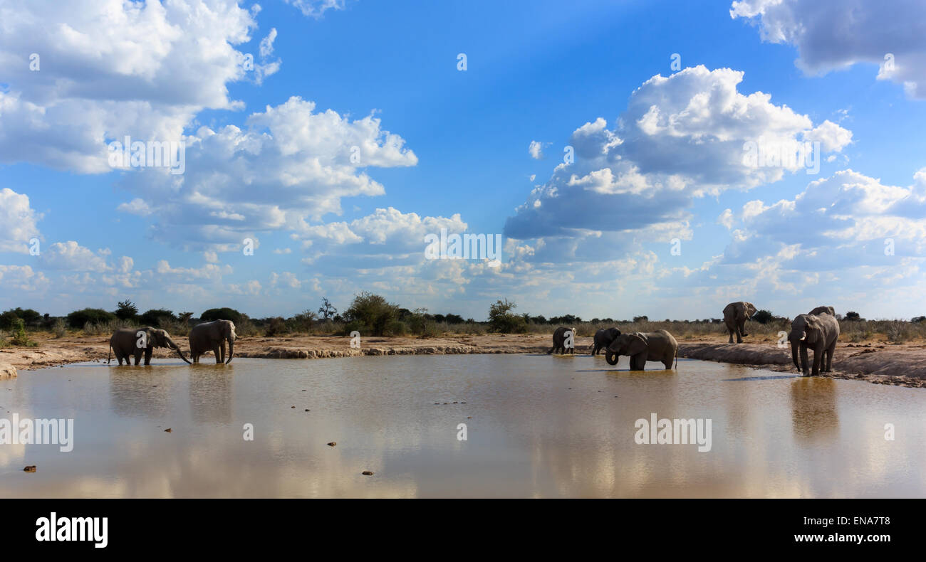 Large herd of elephants gathering a pool to drink, bath and get muddy. Stock Photo