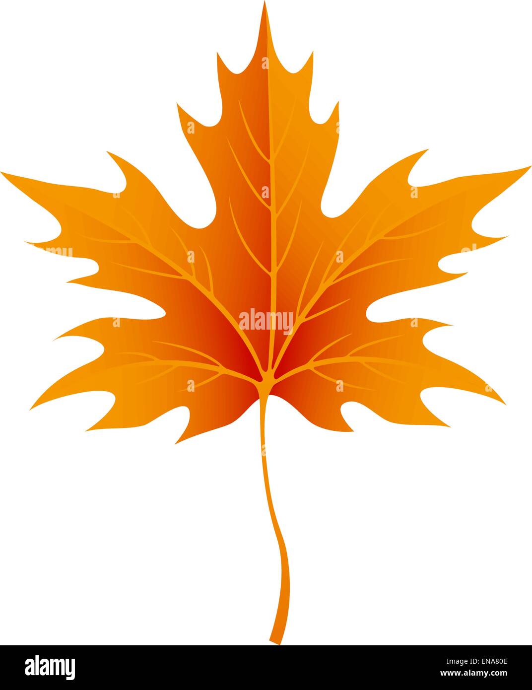 Autumn maple leaves isolated on white. Vector illustration EPS 10 Stock ...