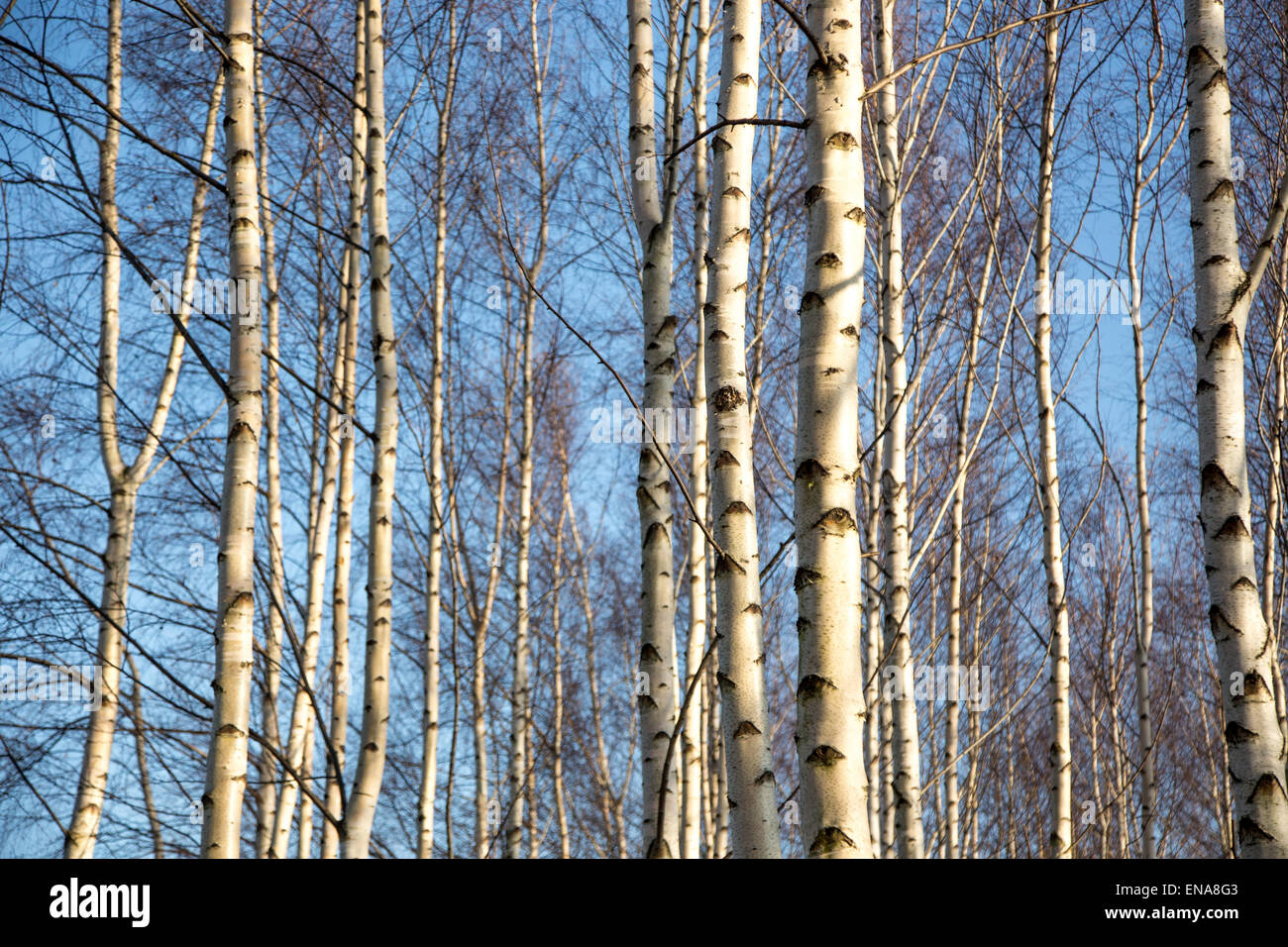 Black white row trees hi-res stock photography and images - Alamy