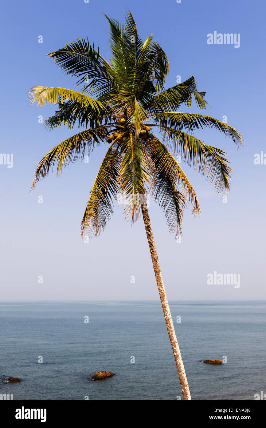 A palm tree at Vagator Beach, Goa. Stock Photo