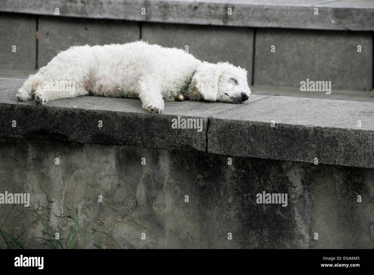 Dog Tired Stock Photo