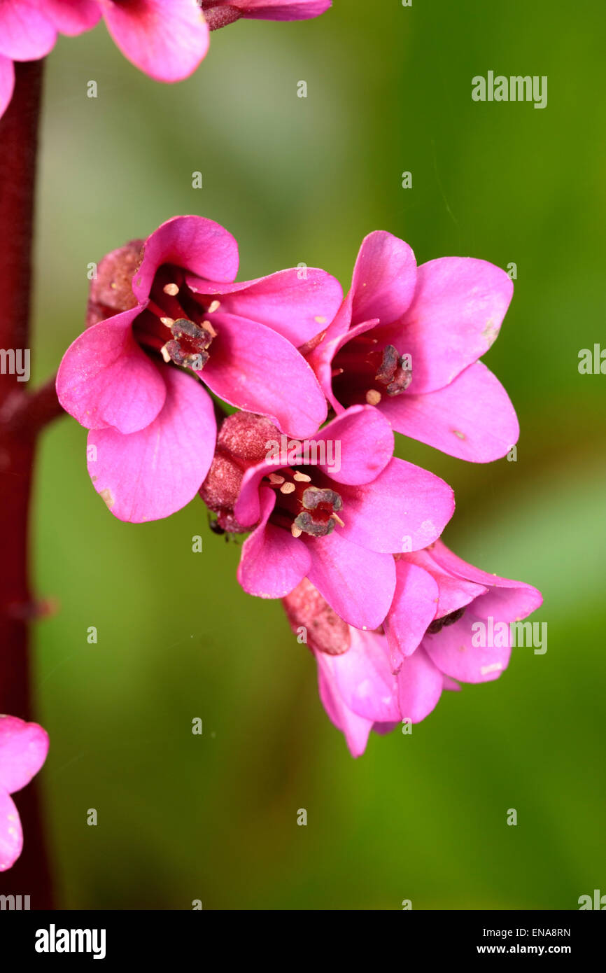 Close up of the individual flowers in the scape of Bergenia 'Bressingham Ruby' Stock Photo