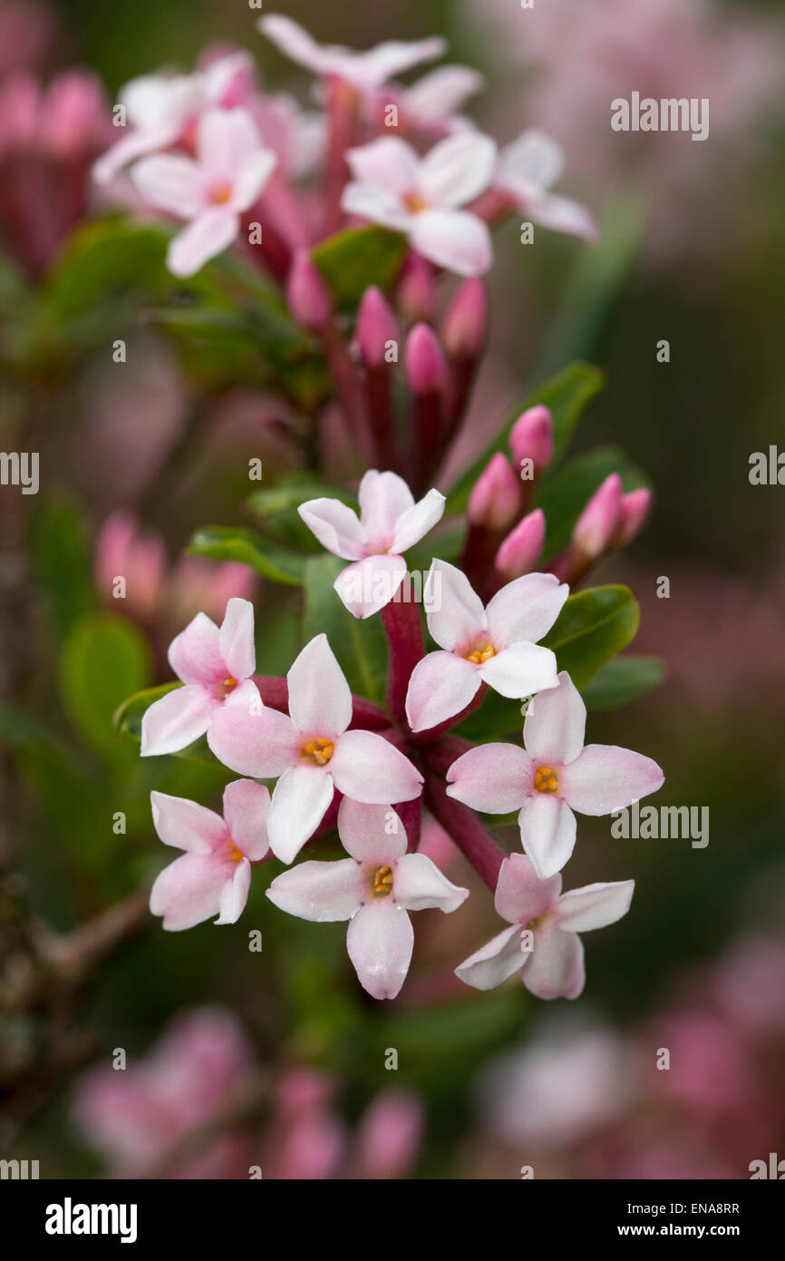 Fragrant flowers of the evergreen, spring flowering shrub, Daphne x burkwoodii 'Alfred Burkwood' Stock Photo