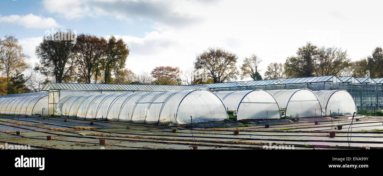 rows of plastic greenhouses under an evening sky Stock Photo