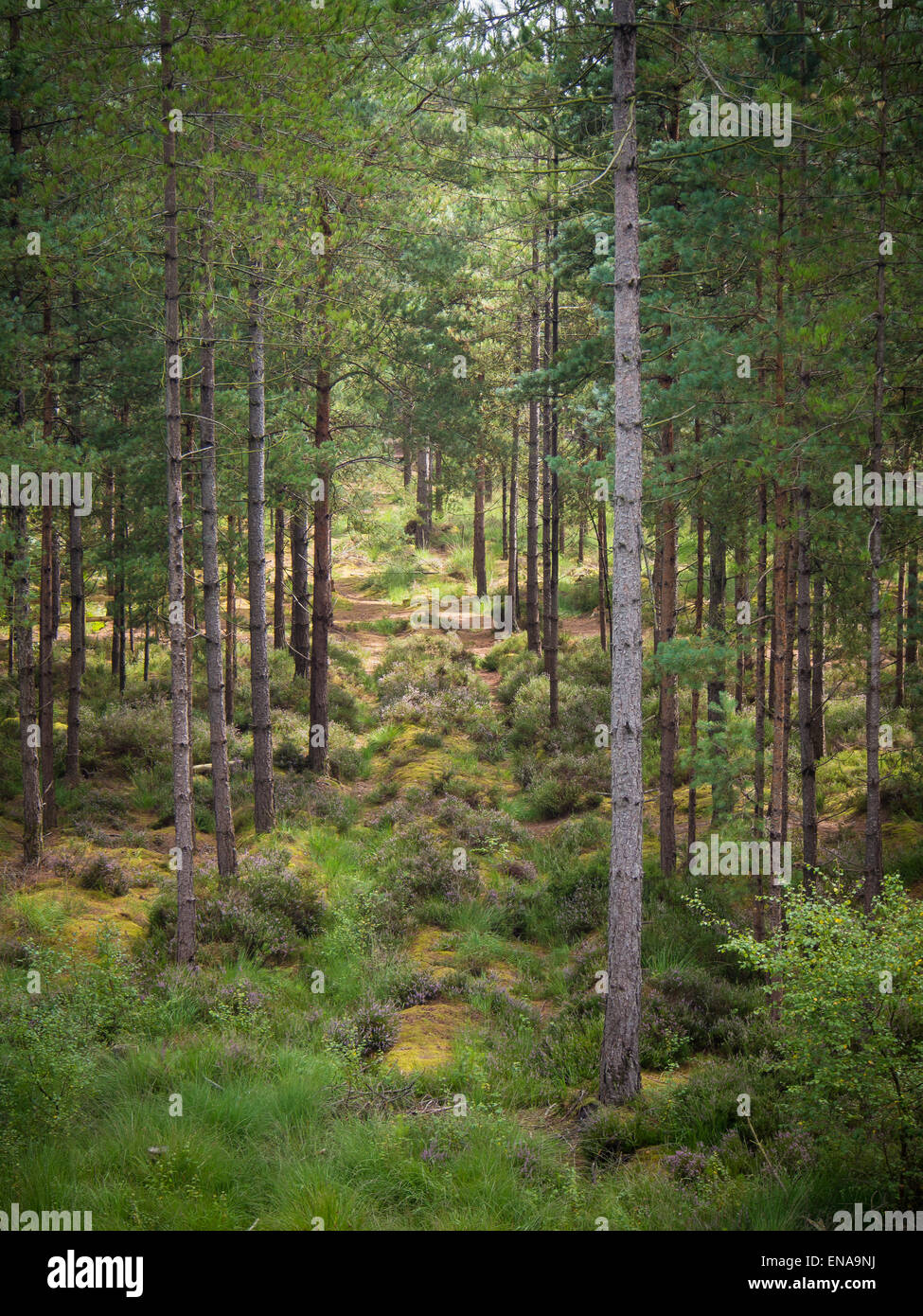 tall tree trunks in a forest at Moors Valley Country park, Dorset