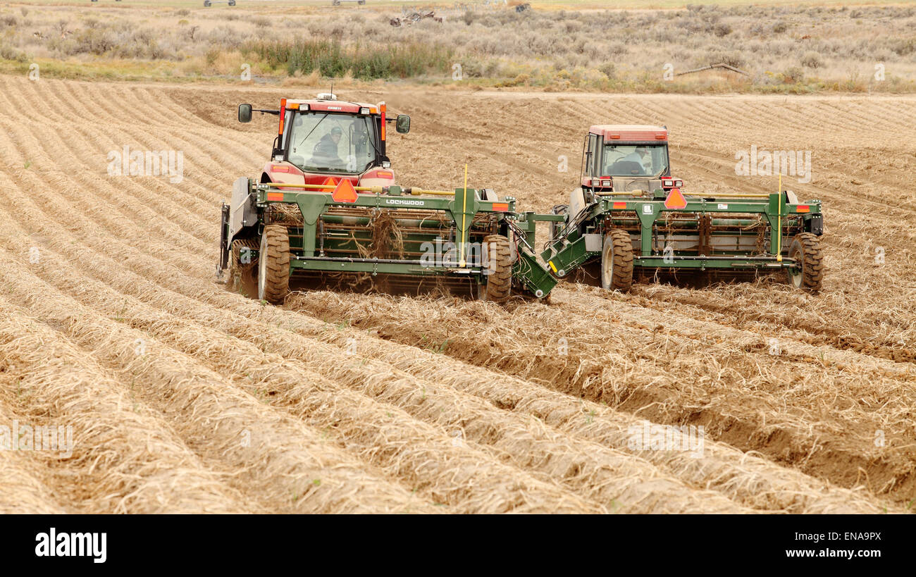 Farmers and field hands use wind rowing machinery in the field harvesting famous Idaho potatoes. Stock Photo