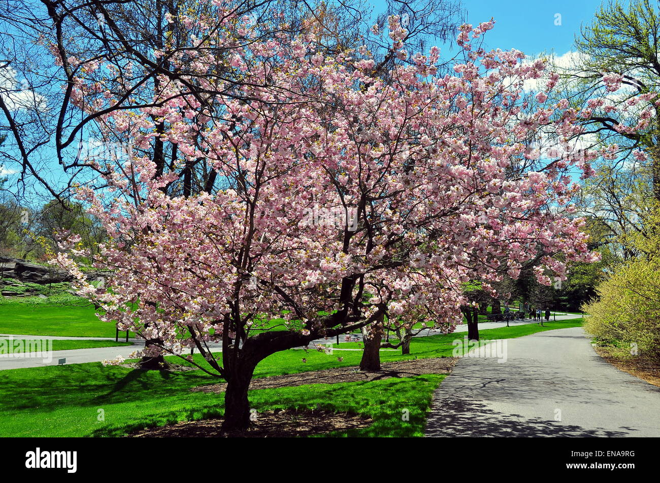 Bronx new york flowering almond hires stock photography and images Alamy