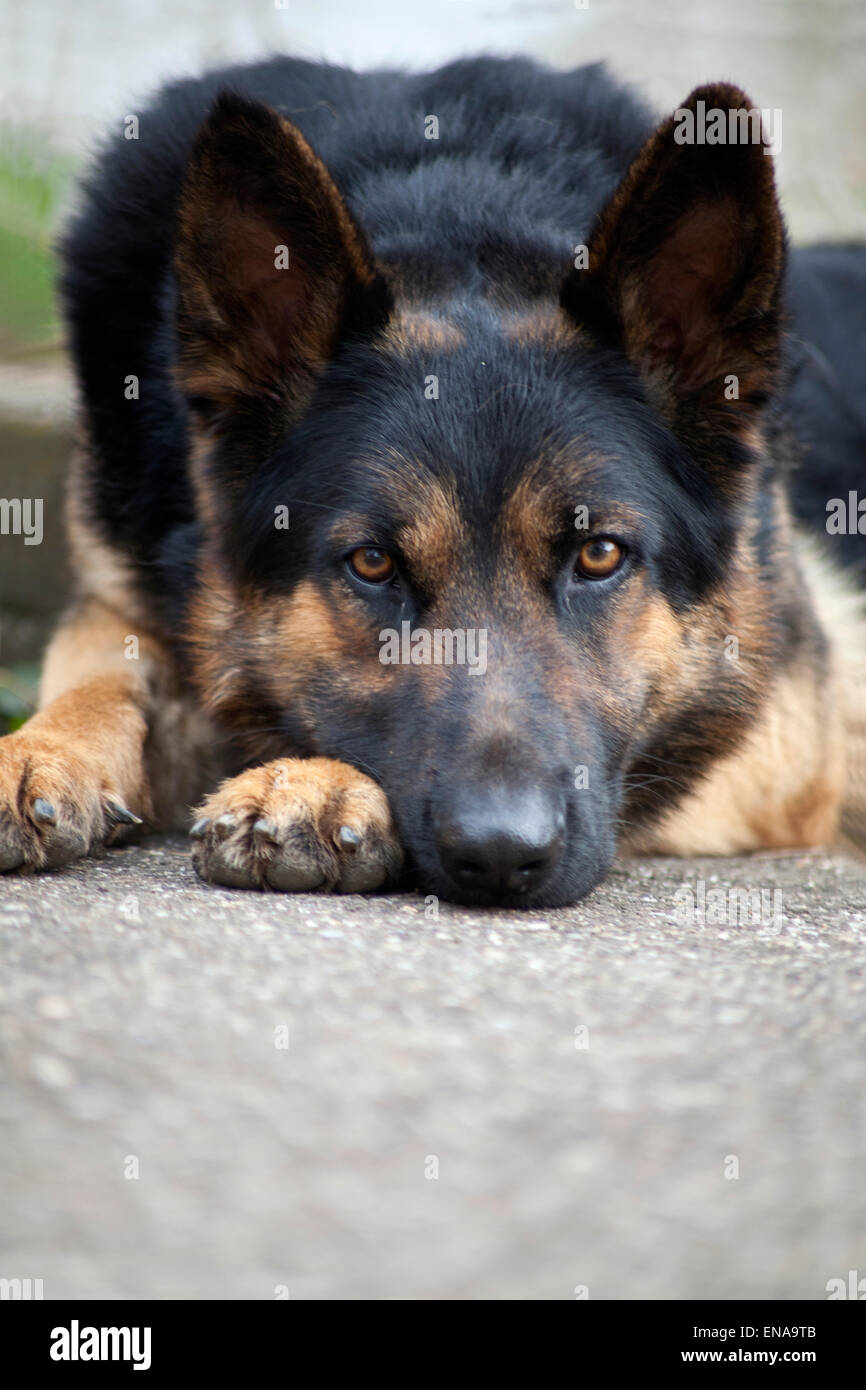Lay down German shepherd Stock Photo Alamy