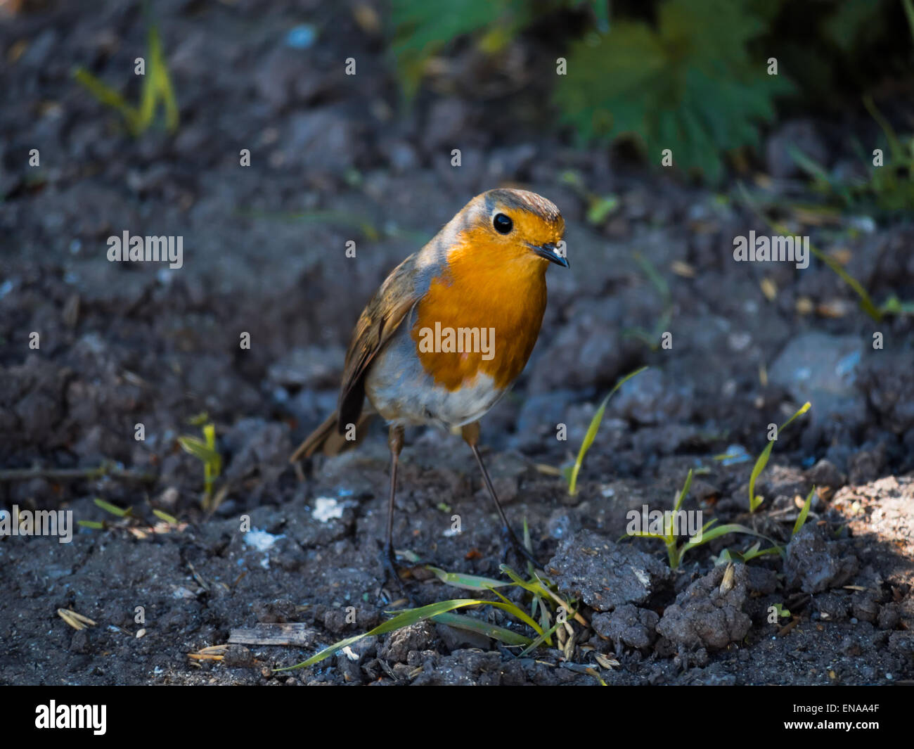 robin on the ground Stock Photo Alamy