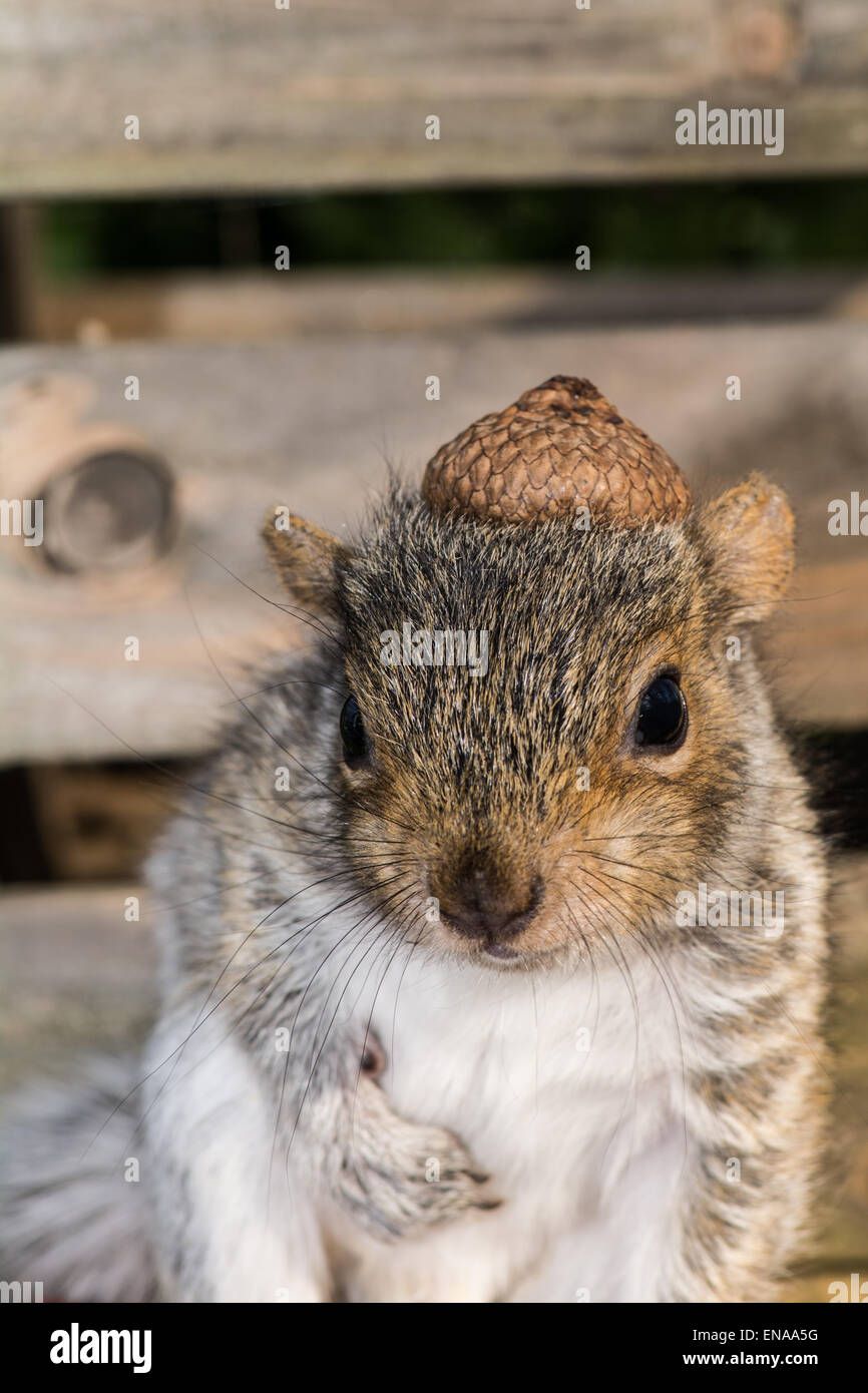 Baby squirrel grey hi-res stock photography and images - Alamy