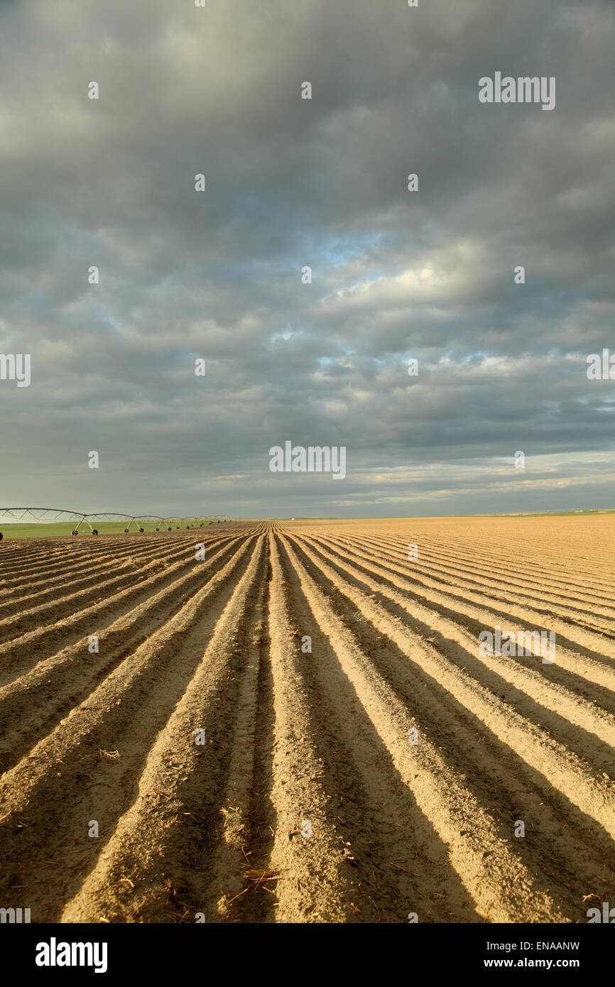 Rows of freshly planted potatoes Stock Photo