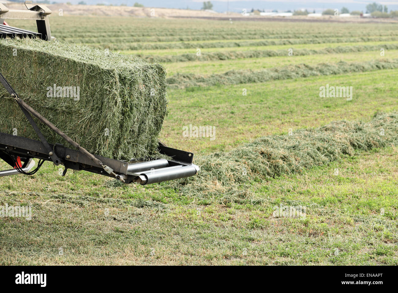 A bale of alfalfa hay being ejected from the back of a hay baler, with rows of windowed hay in the field as a background. Stock Photo