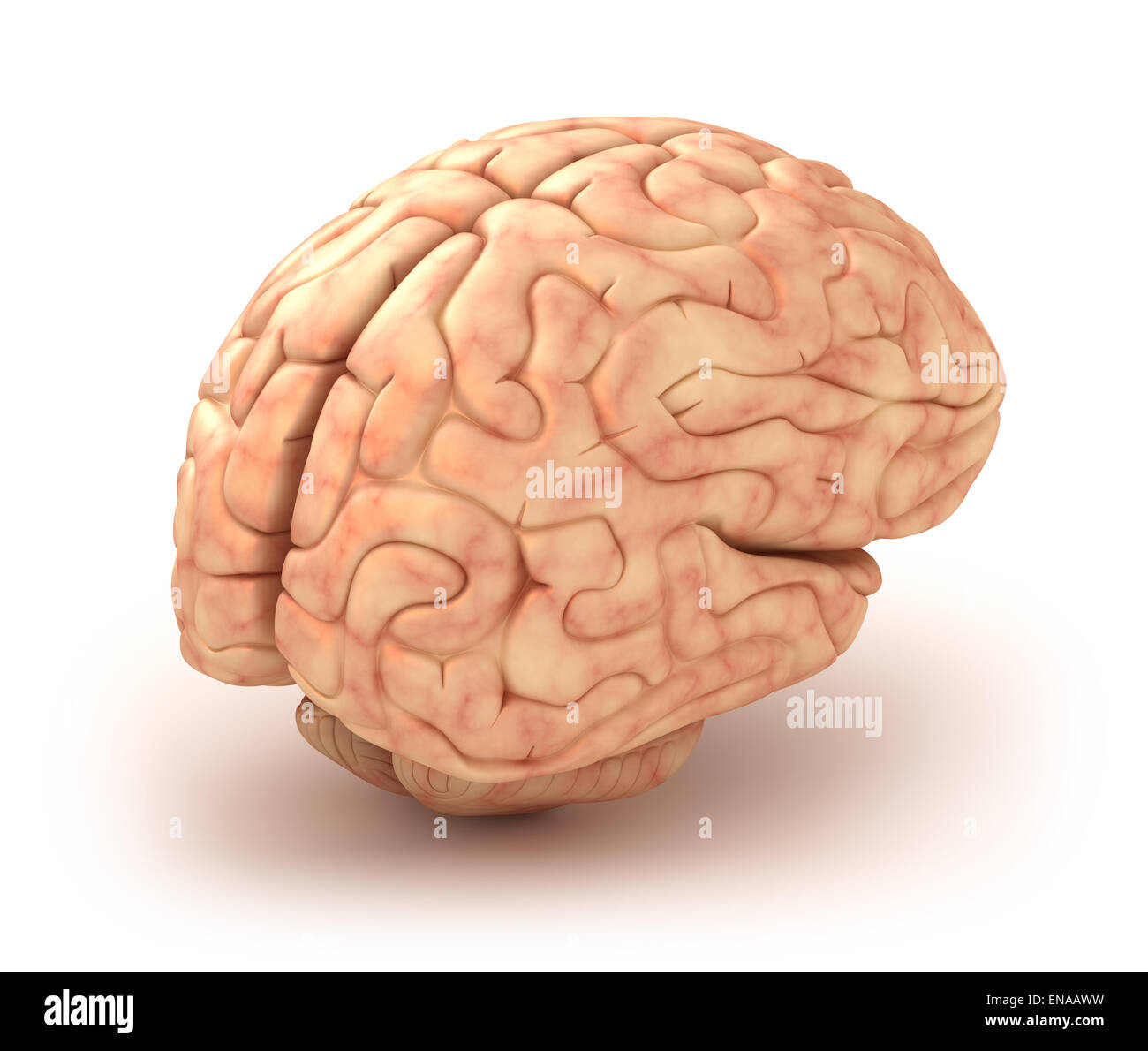 human brain 3d model project carpus callousi human brain 3d model project carpus callousi