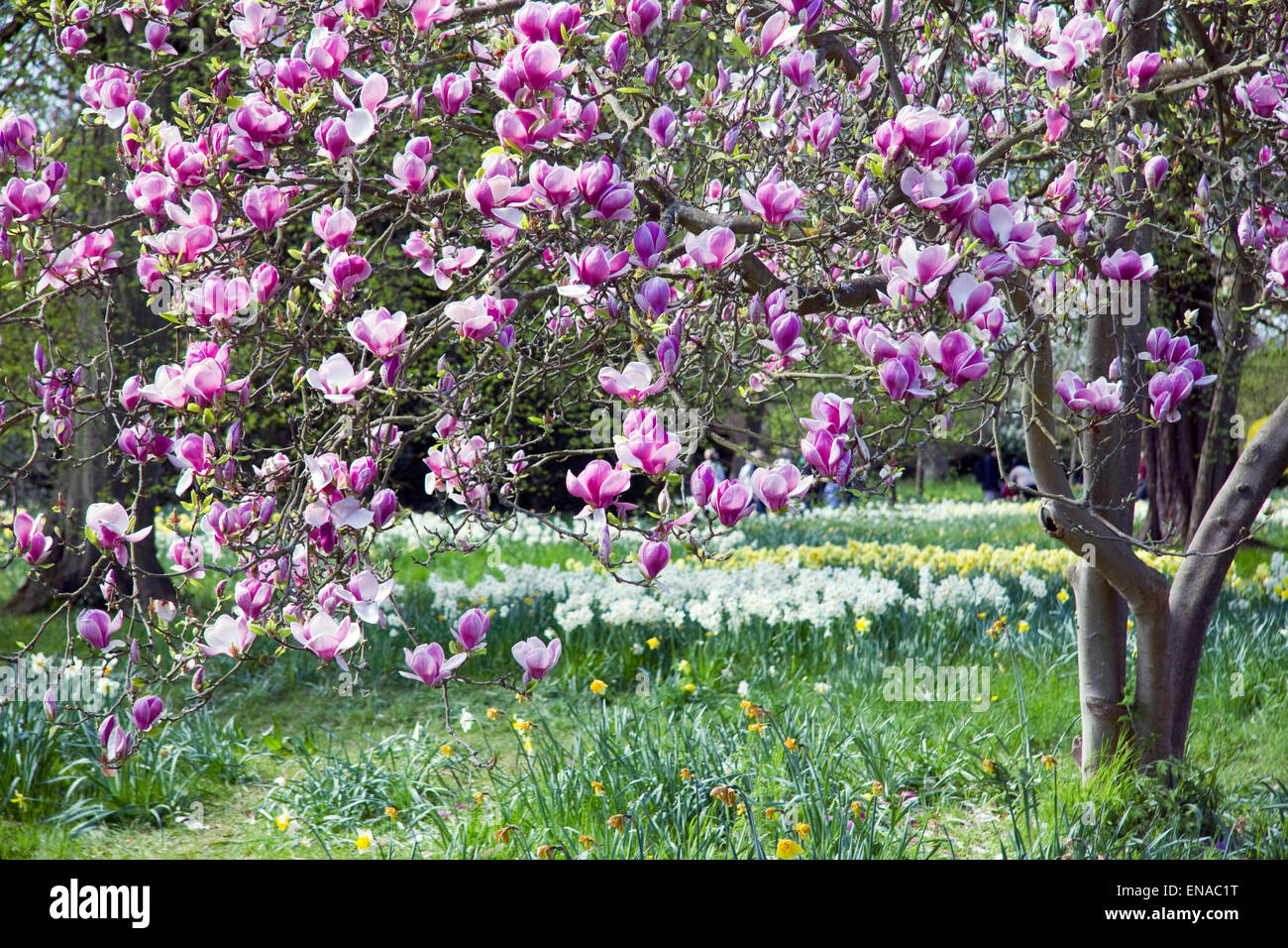 Magnolia tree hires stock photography and images Alamy