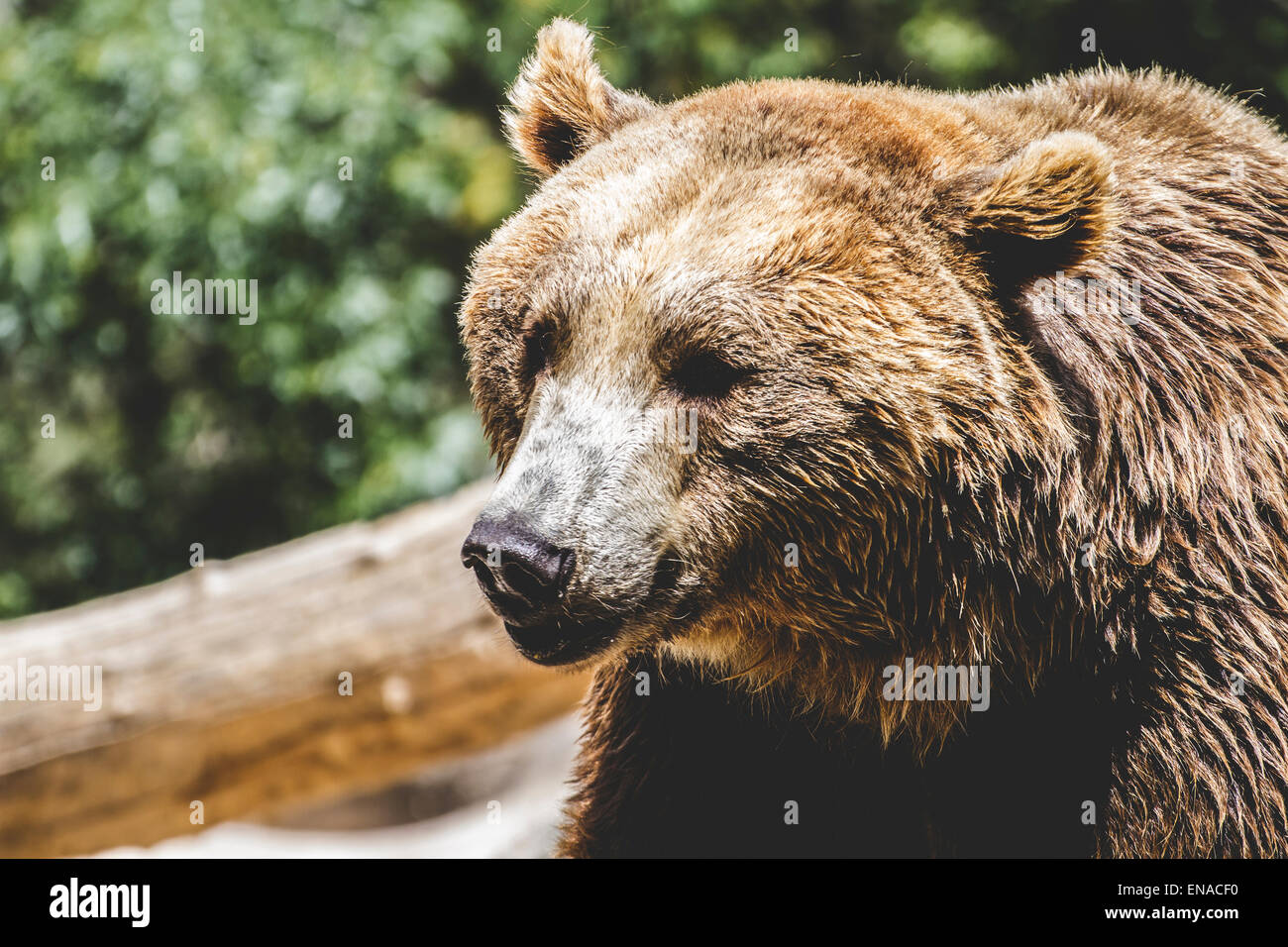 Growling grizzly bear hi-res stock photography and images - Page 3 - Alamy, image size:1300x956