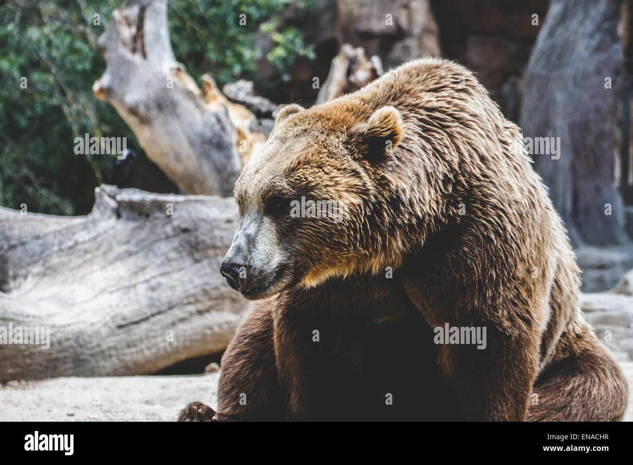 Predator, beautiful and furry brown bear, mammal Stock Photo - Alamy